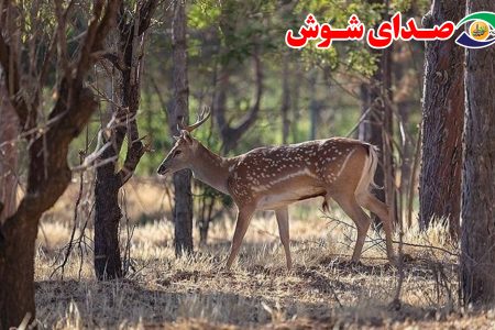 پارک ملی کرخه در انتظار تولد گوزن‌های زرد ایرانی