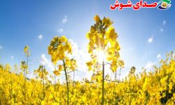 شوش پیشتاز خرید دانه روغنی کلزا در خوزستان
