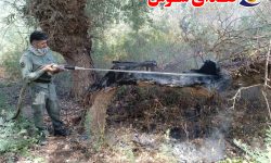 کاهش ۸۰ درصدی آتش‌سوزی‌ها در پارک ملی کرخه/ عاملان به مراجع قضایی معرفی شدند