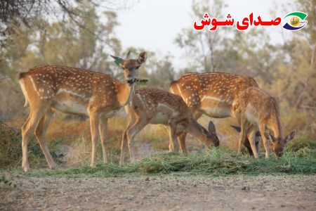 تولد چهار گوساله گوزن زرد ایرانی در پارک ملی کرخه
