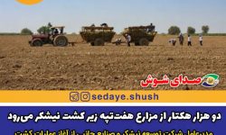 دو هزار هکتار از مزارع هفت‌تپه زیر کشت نیشکر می‌رود