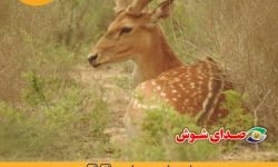 گوزن زرد ایرانی در پارک ملی کرخه رهاسازی می‌شود