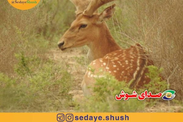 گوزن زرد ایرانی در پارک ملی کرخه رهاسازی می‌شود